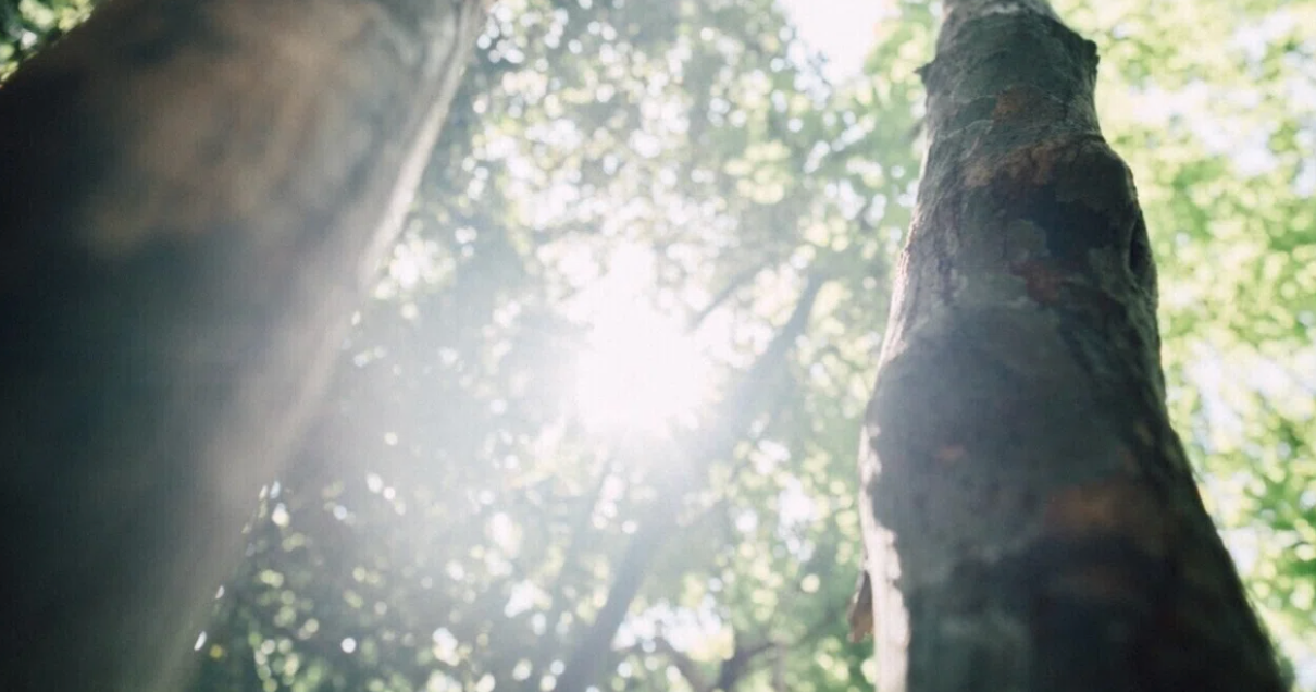 呼吸を感じる やんばる森の写真